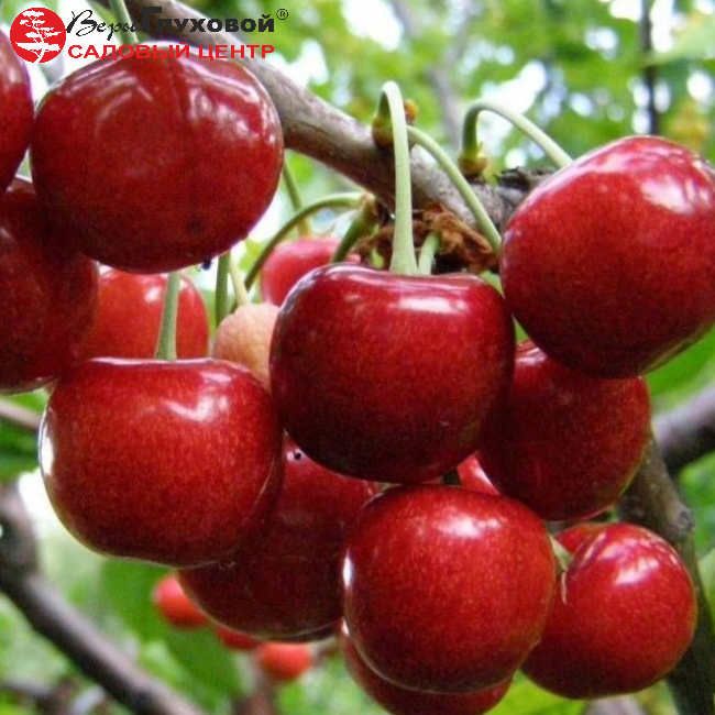 Черешня Василиса