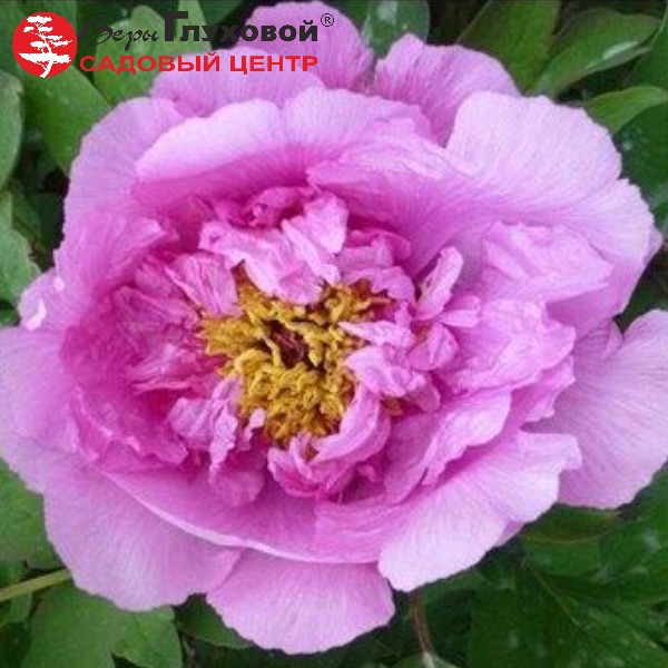 Пион древовидный  Лю Хе Хонг