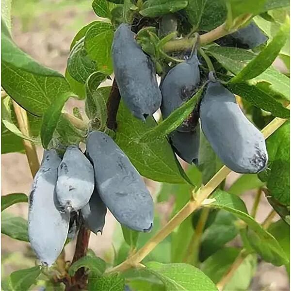 Жимолость Темная ночь