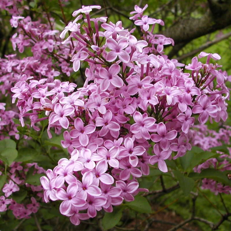 Сирень китайская Лилак Санди