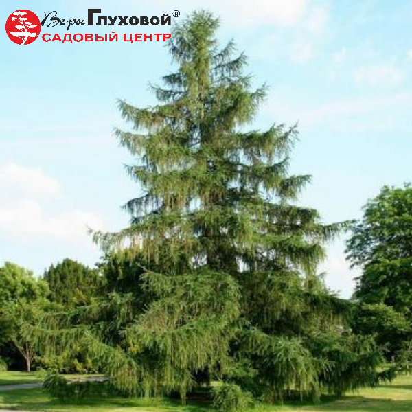 Лиственница европейская