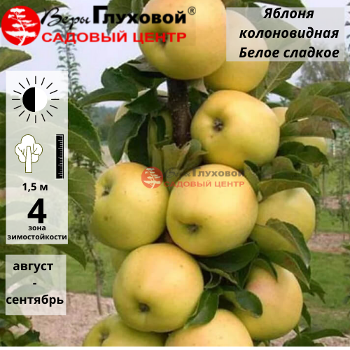 Яблоня колоновидная Белое сладкое