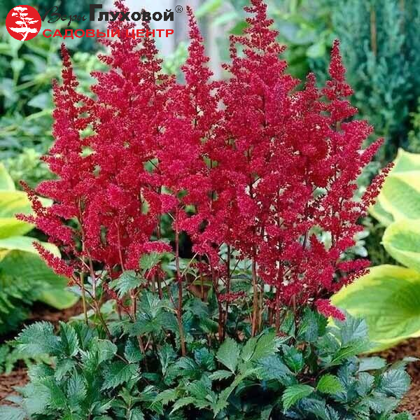 Астильба Арендса Бургунди Ред