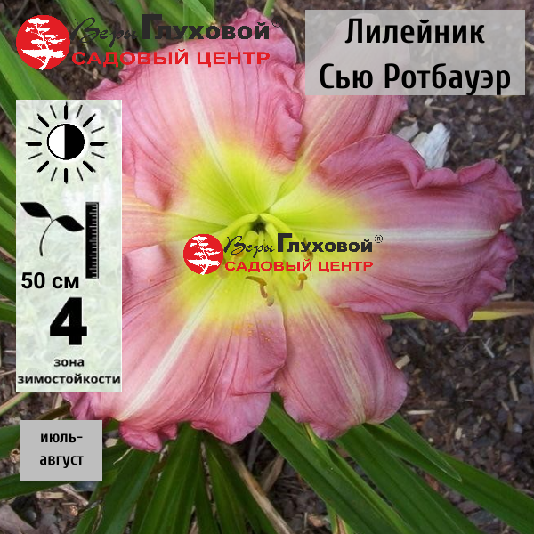 Лилейник  Сью Ротбауэр