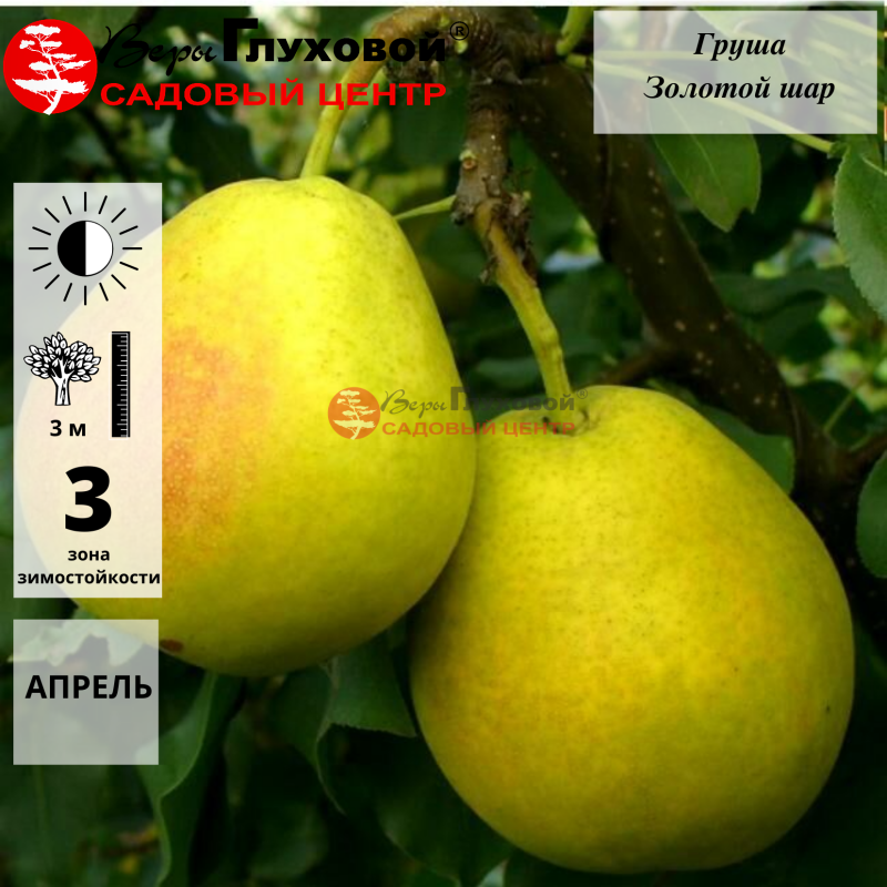 Груша Золотой шар