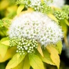 Спирея японская (Spiraea japonica) Вайт Голд  С3 СП/25