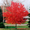 Клен татарский (Acer tataricum) Гиннала  60-80 С5 БАл/25