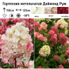 Гортензия метельчатая (Hydrangea paniculata) Даймонд Руж  С2 СП/26