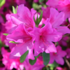 Азалия японская (Azalea japonica) 'Rubinetta' С3 ПЧ/24