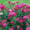 Спирея японская (Spiraea japonica) Энтони Ватерер  С3 СП/25