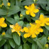 Зверобой (Hypericum) Петер Даммер С3 СП/25