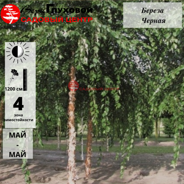 Основное изображение товара